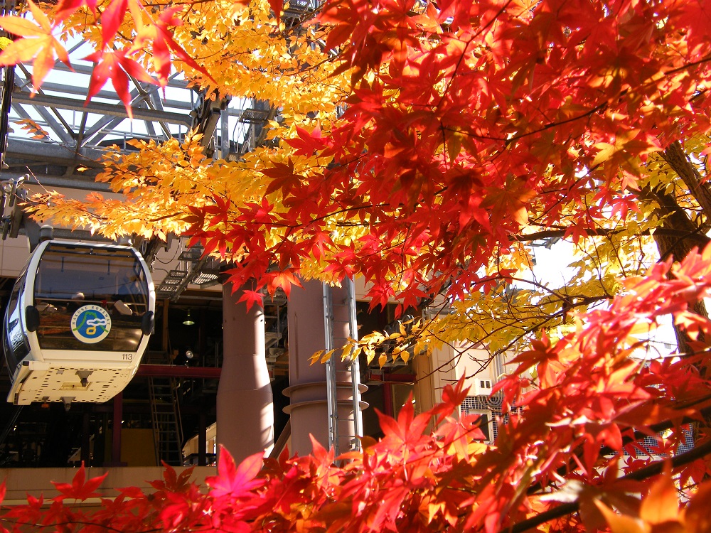 紅葉の見頃はいつ？箱根の紅葉スポットとモデルコースを紹介｜小田急