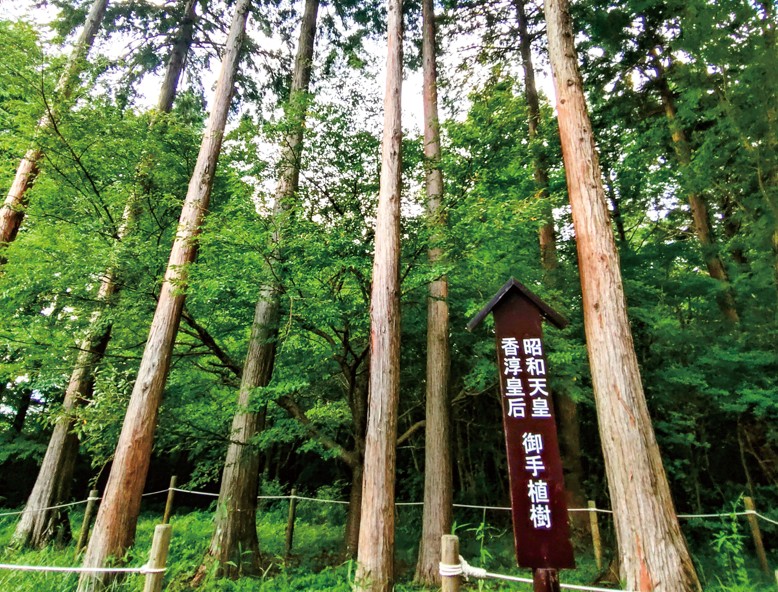 昭和天皇御手植樹